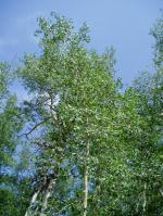 Quaking Aspen