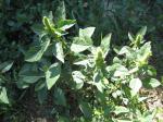 Amaranth, Red root pigweed