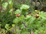 Thimbleberry