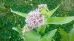 Showy Milkweed