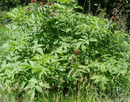 (Elderberry, Red Elderberry)