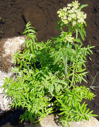 Cicuta douglasii (Water Hemlock)